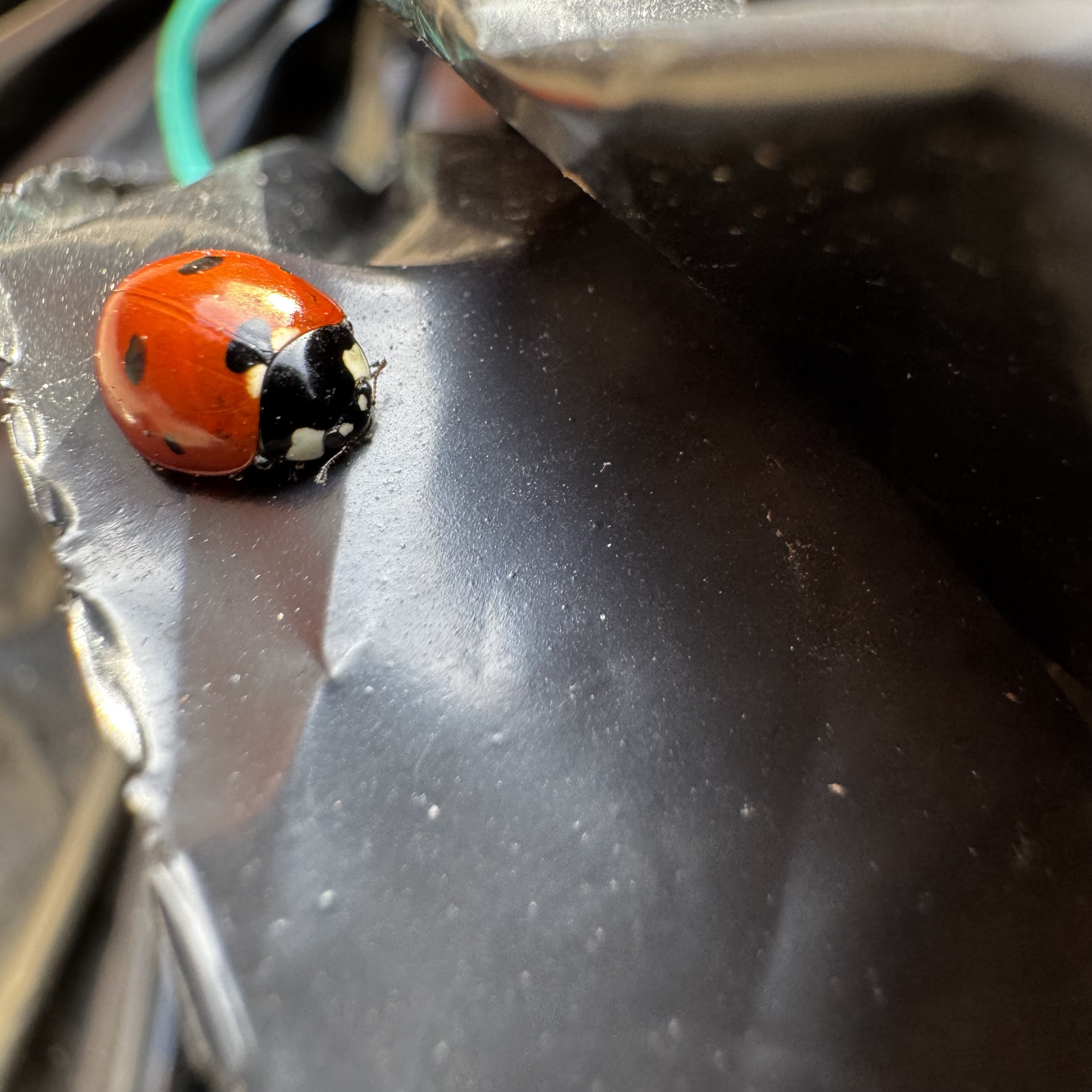 Малявка присутствует на фото 