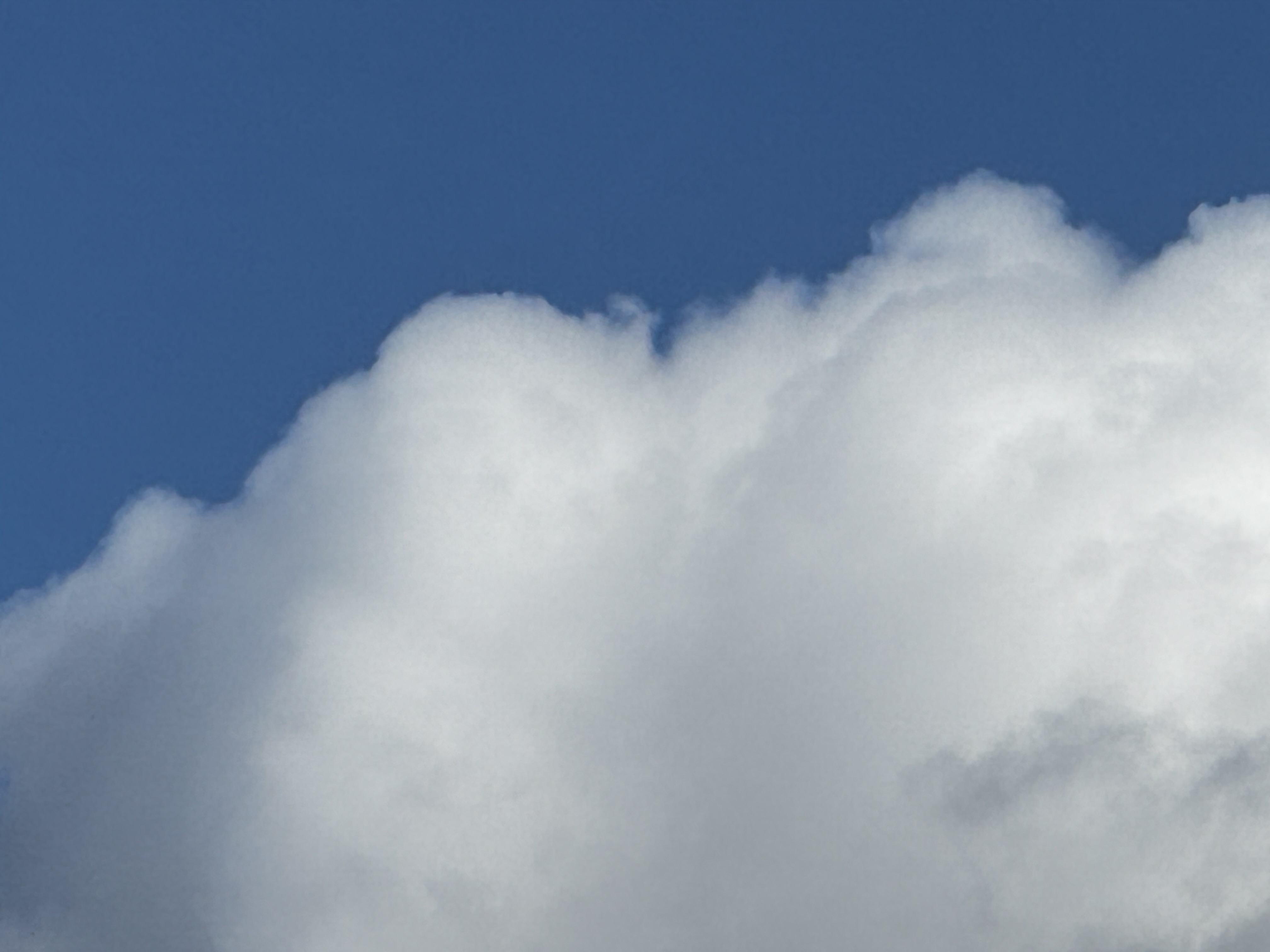 Ватный день