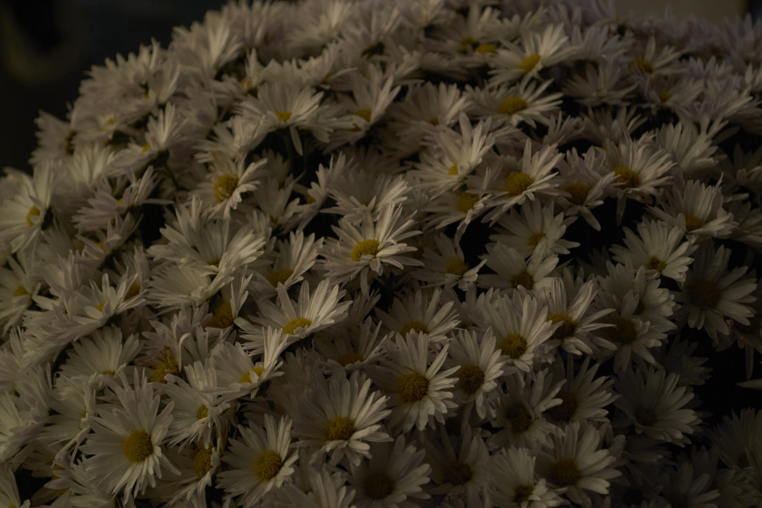 Не поле, но ромашек 