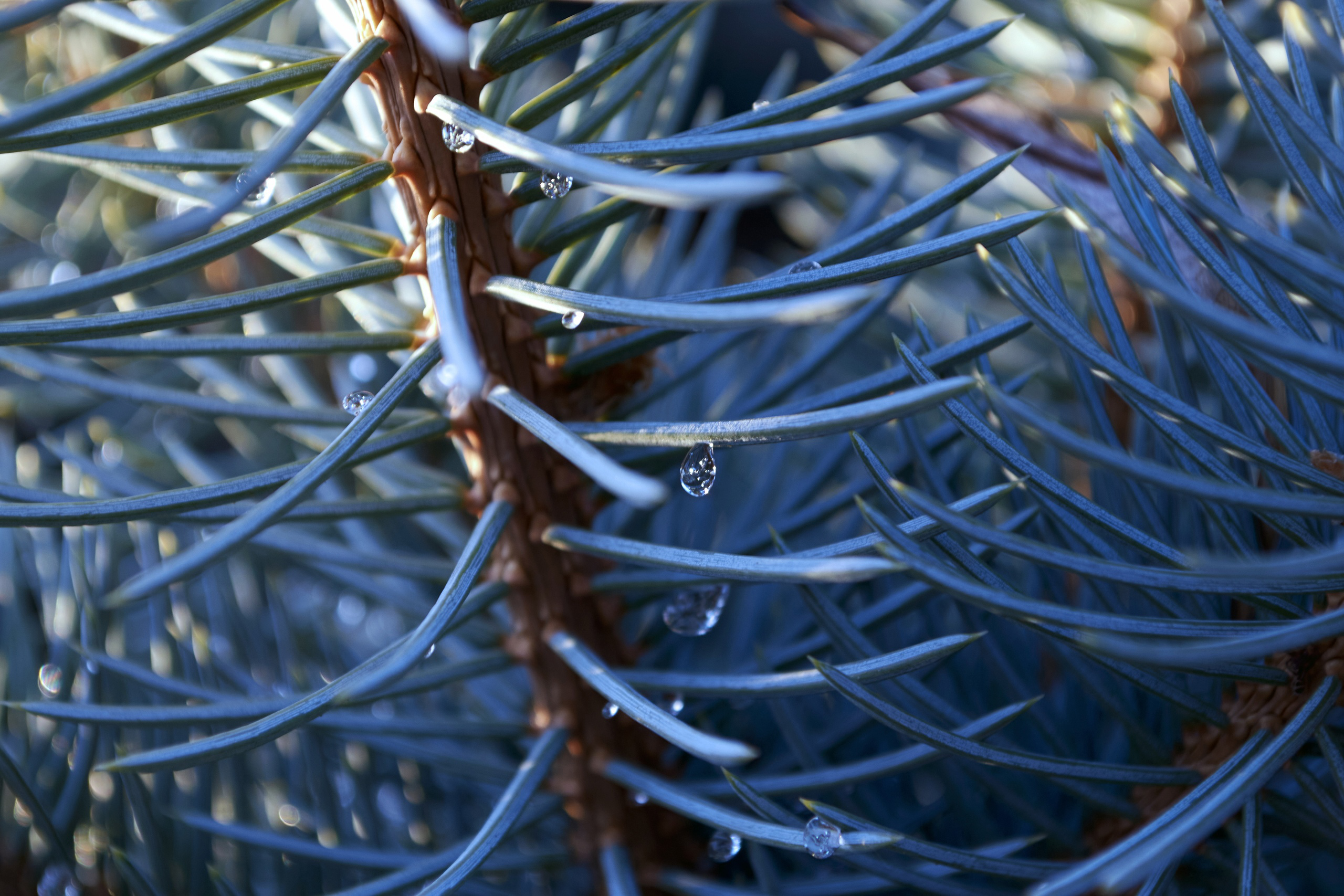 Одна из жемчужин коллекции 