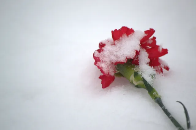 Гвозди